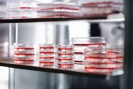 二氧化碳培養(yǎng)箱做培養(yǎng)時注意培養(yǎng)箱濕度、防止箱內(nèi)污染做好箱內(nèi)消毒